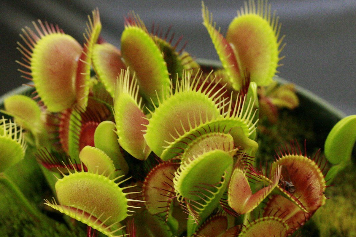 Detail Gambar Bunga Venus Flytrap Nomer 7