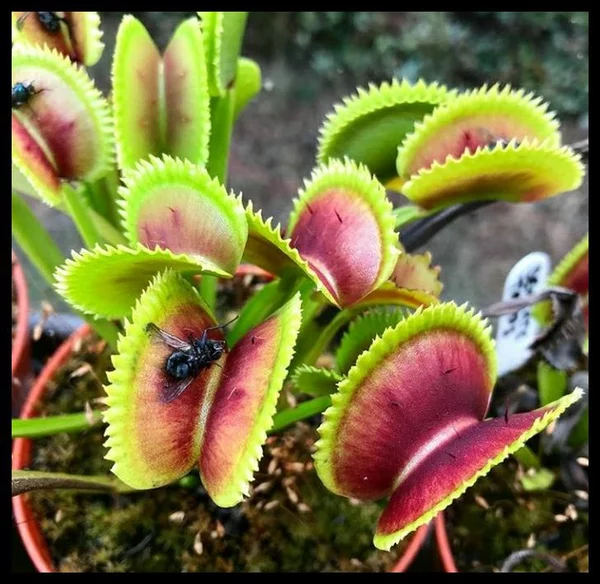 Detail Gambar Bunga Venus Flytrap Nomer 8