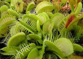 Detail Gambar Bunga Venus Flytrap Nomer 9