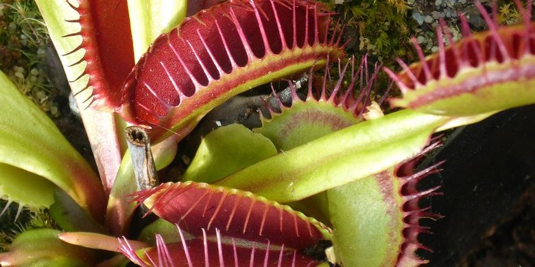 Detail Gambar Bunga Venus Flytrap Nomer 10