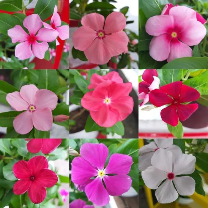 Detail Gambar Bunga Vinca Nomer 57