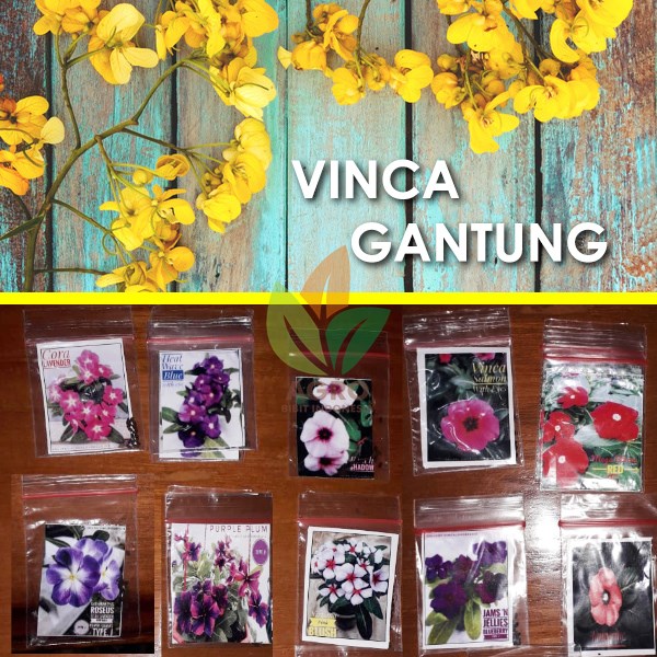 Detail Gambar Bunga Vinca Gantung Nomer 48