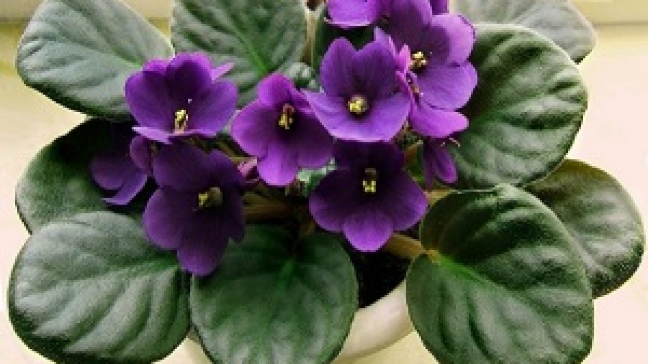 Gambar Bunga Violet - KibrisPDR