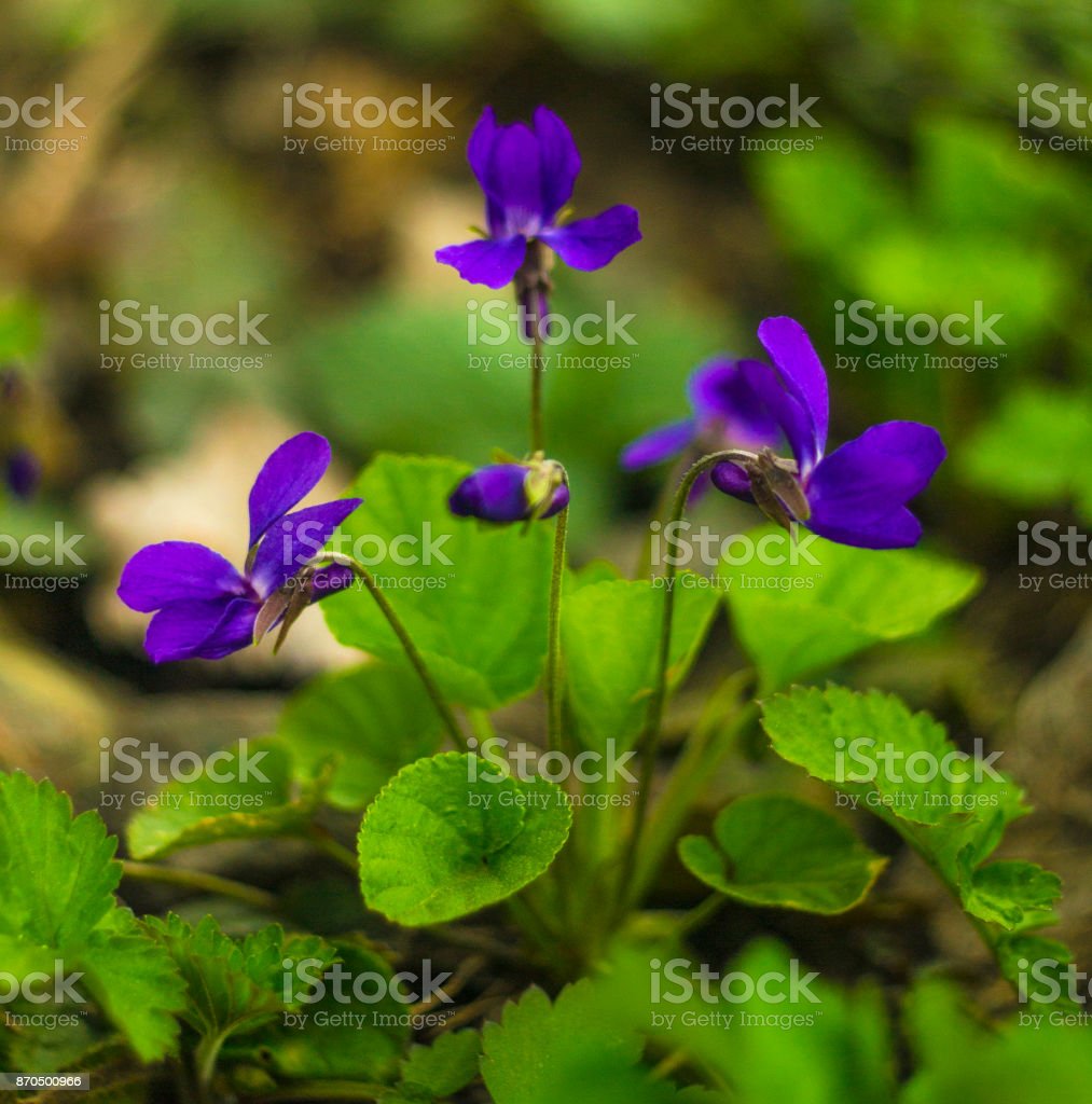 Detail Gambar Bunga Violet Nomer 11
