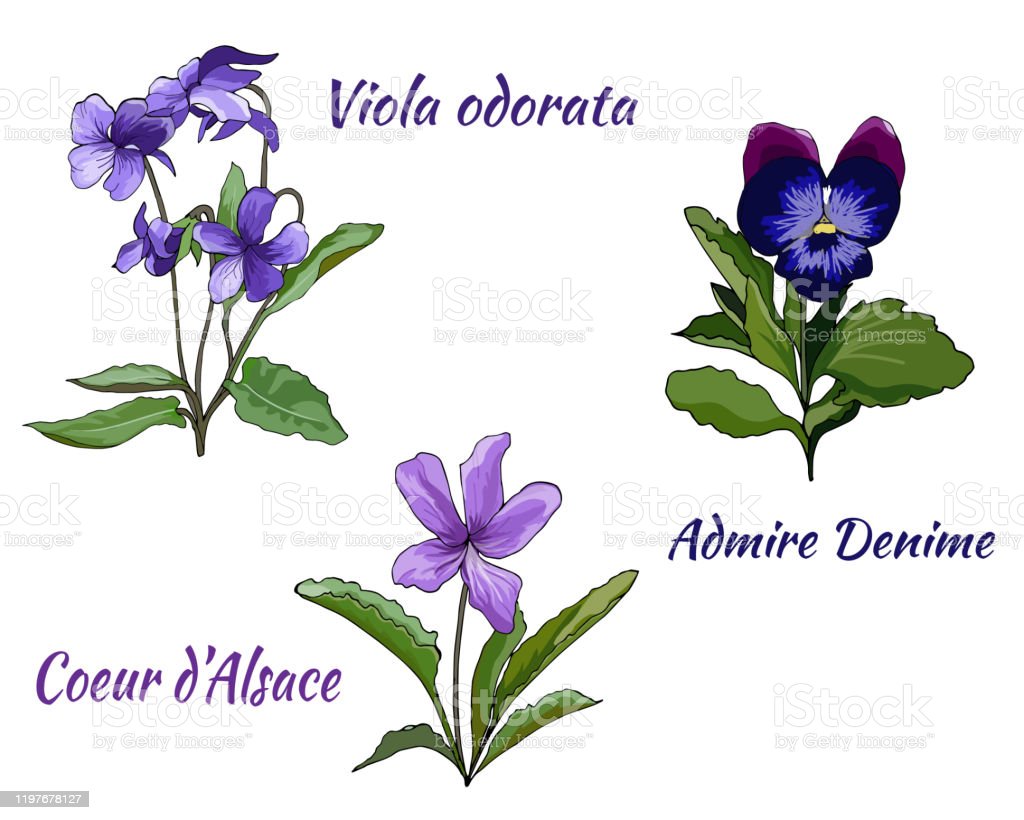 Detail Gambar Bunga Violet Nomer 12