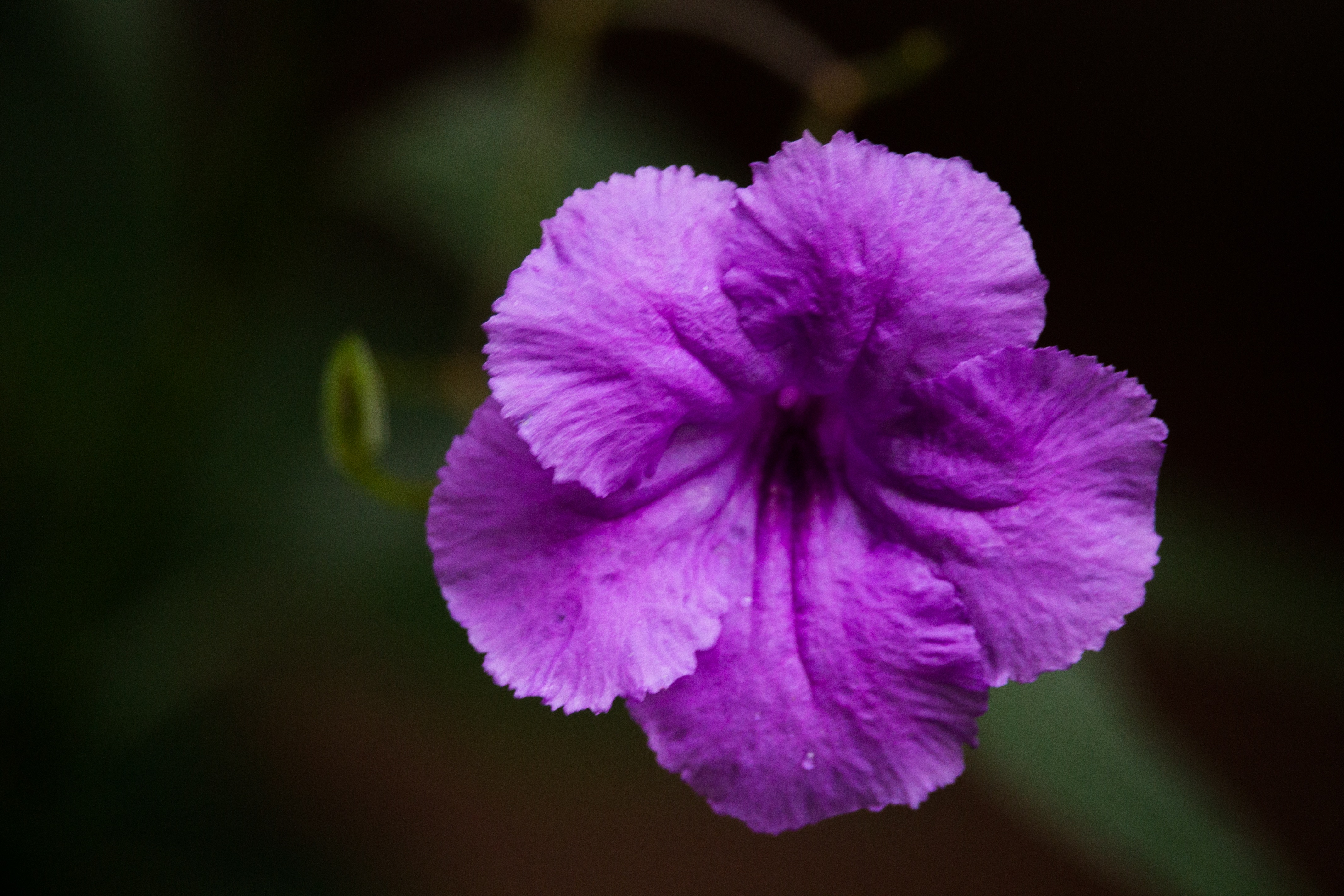 Detail Gambar Bunga Violet Nomer 42