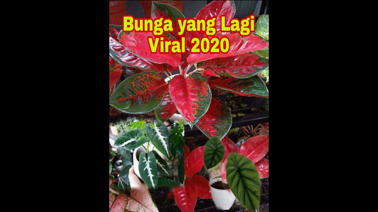 Detail Gambar Bunga Viral 2020 Nomer 57