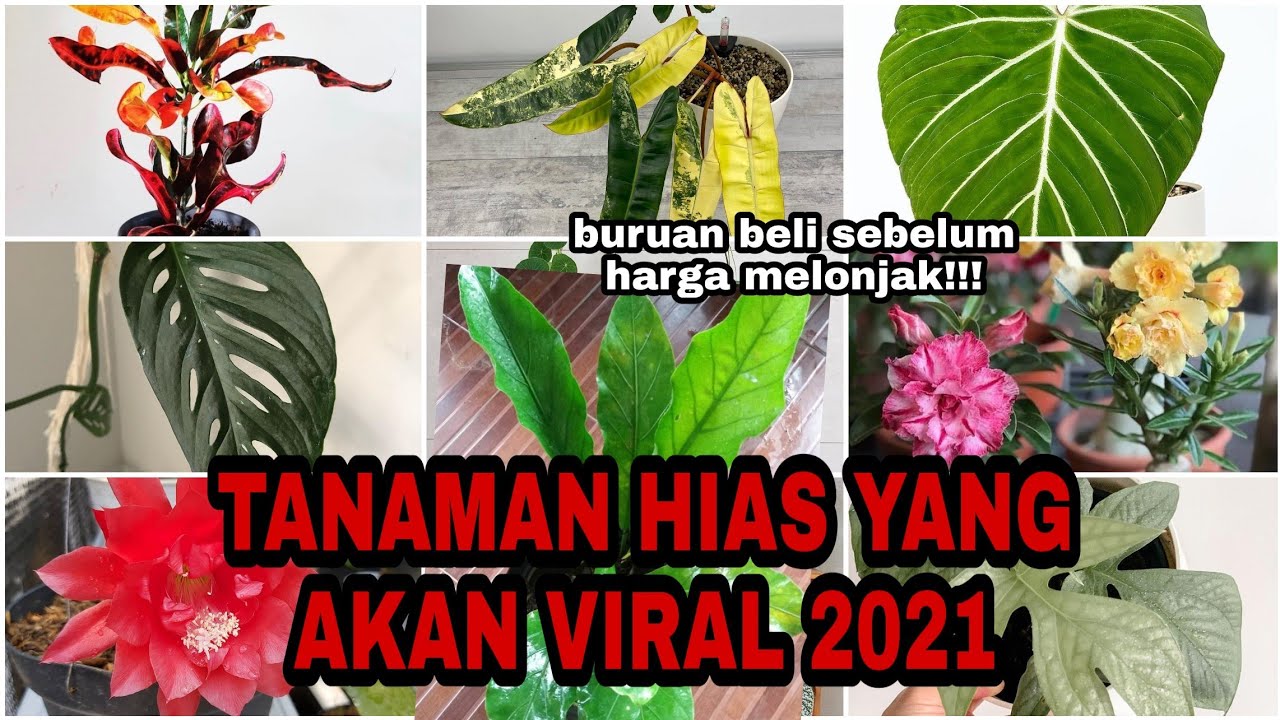 Detail Gambar Bunga Viral 2021 Nomer 10