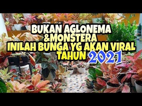 Detail Gambar Bunga Viral 2021 Nomer 5