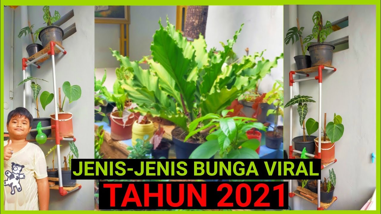 Detail Gambar Bunga Viral 2021 Nomer 45