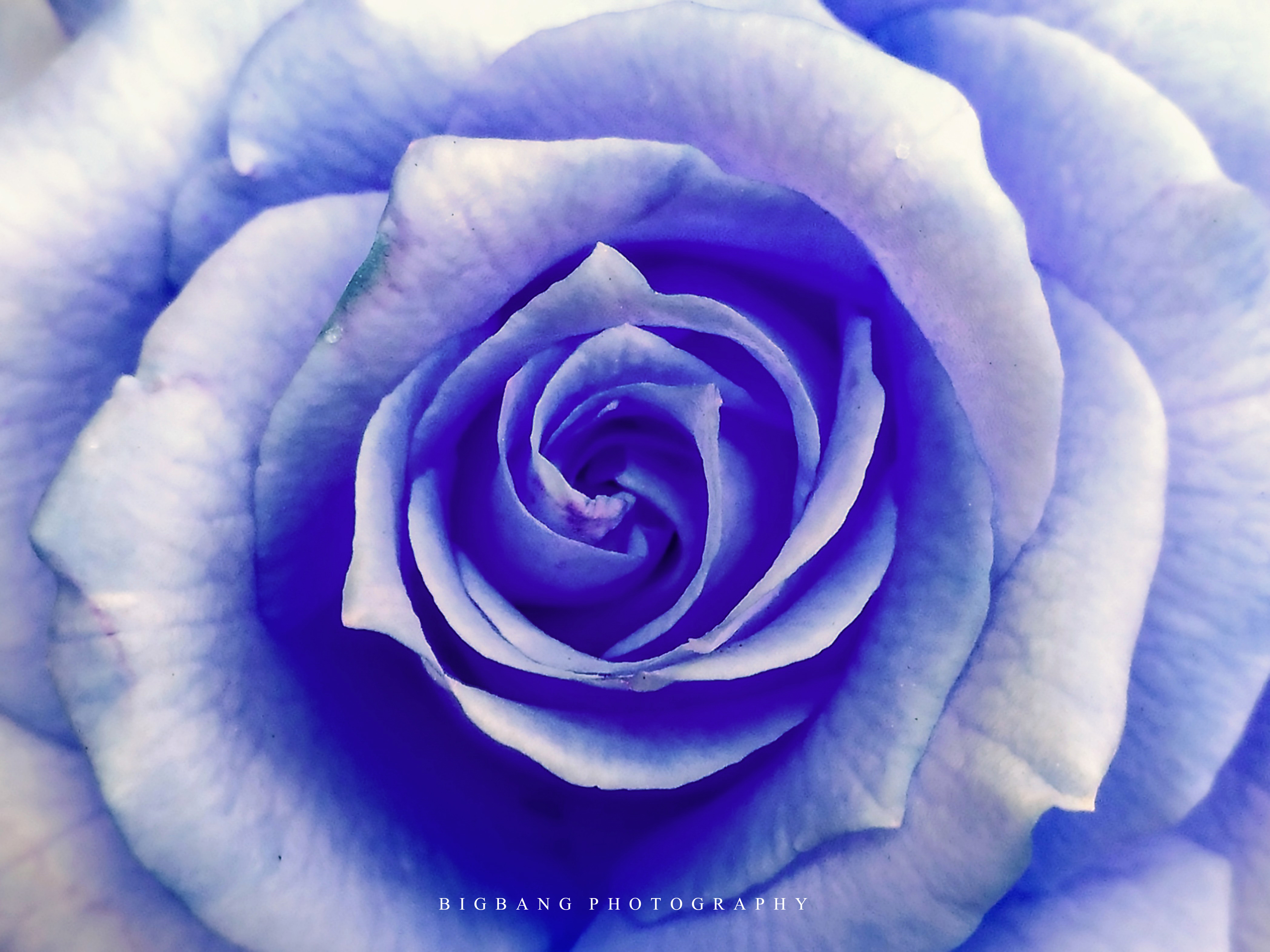 Detail Gambar Bunga Warna Biru Muda Nomer 57