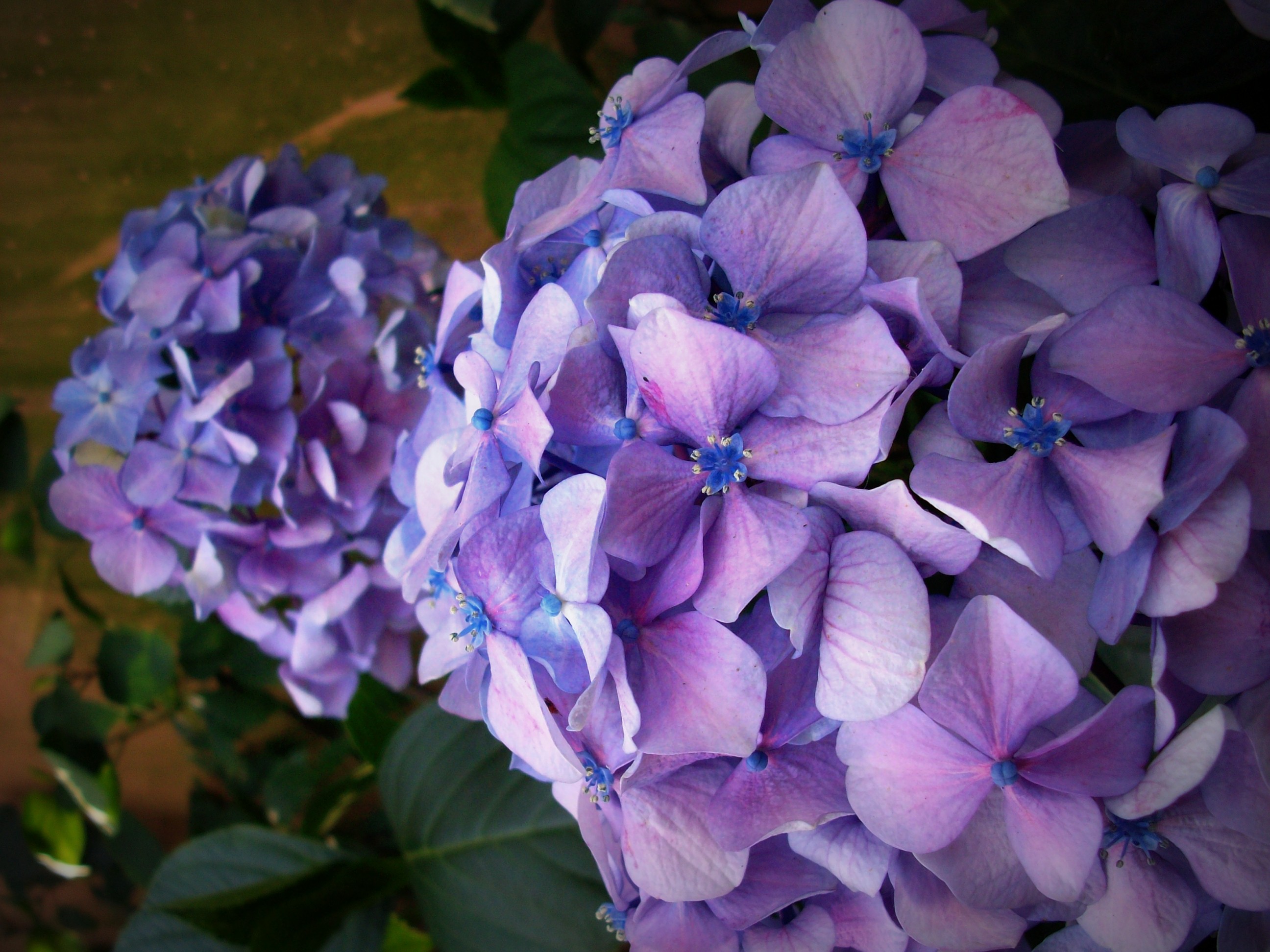 Detail Gambar Bunga Warna Biru Muda Nomer 58