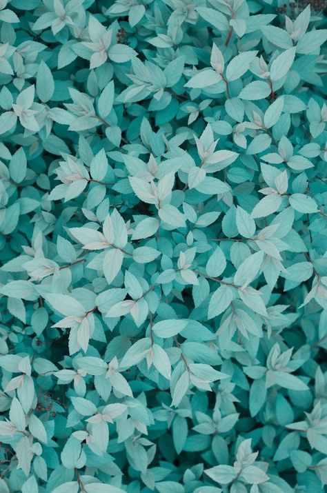 Detail Gambar Bunga Warna Hijau Tosca Nomer 20
