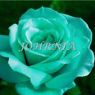 Detail Gambar Bunga Warna Hijau Tosca Nomer 21