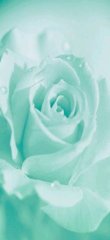 Detail Gambar Bunga Warna Hijau Tosca Nomer 4