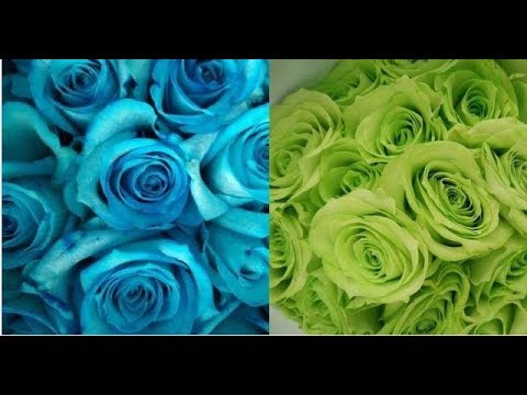 Detail Gambar Bunga Warna Hijau Tosca Nomer 41