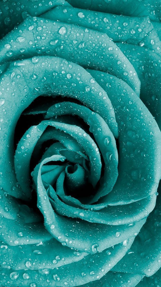Detail Gambar Bunga Warna Hijau Tosca Nomer 5