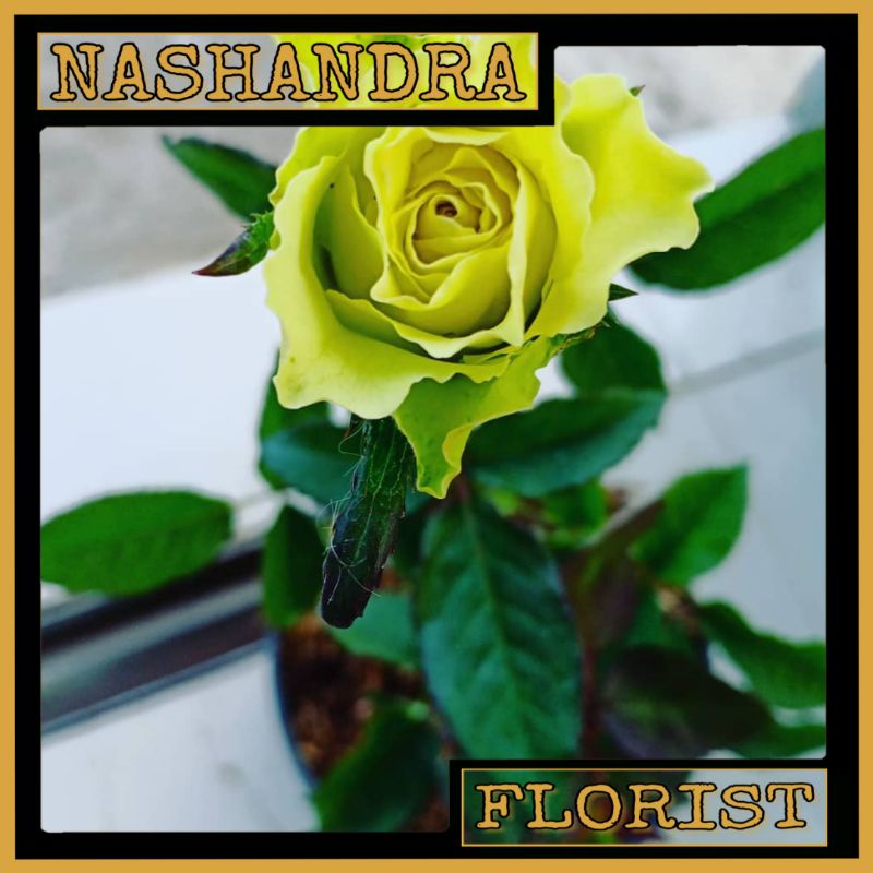 Detail Gambar Bunga Warna Hijau Tosca Nomer 46