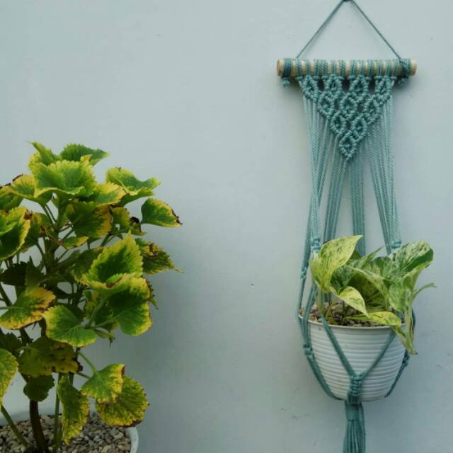 Detail Gambar Bunga Warna Hijau Tosca Nomer 8