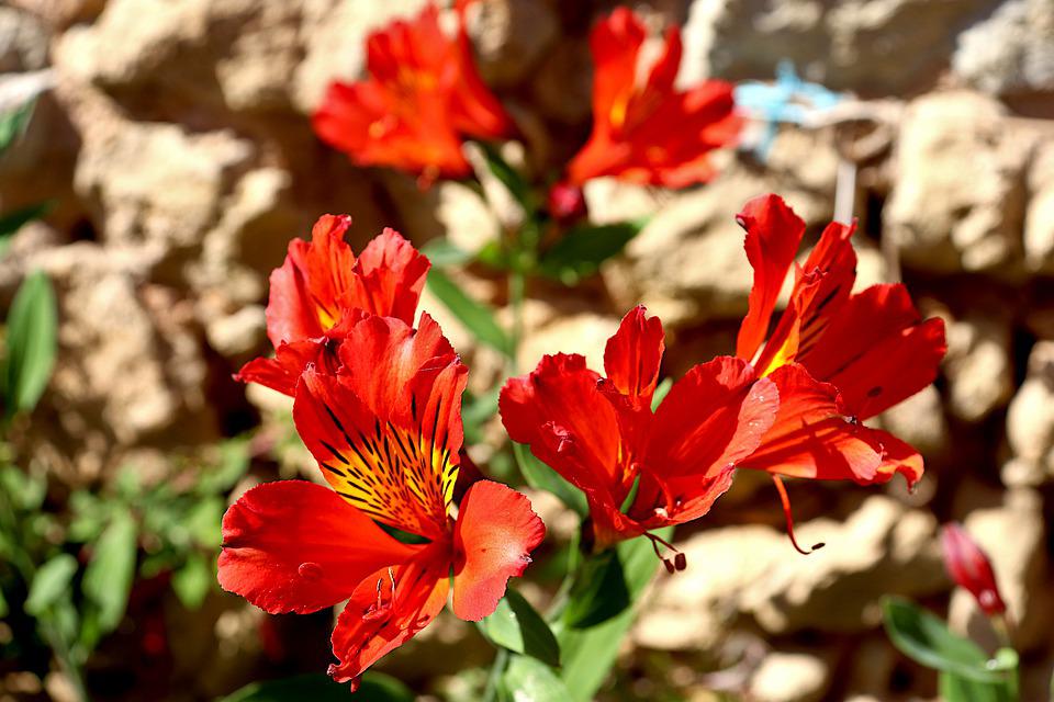 Detail Gambar Bunga Warna Merah Nomer 47