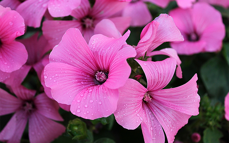 Detail Gambar Bunga Warna Pink Cantik Nomer 33