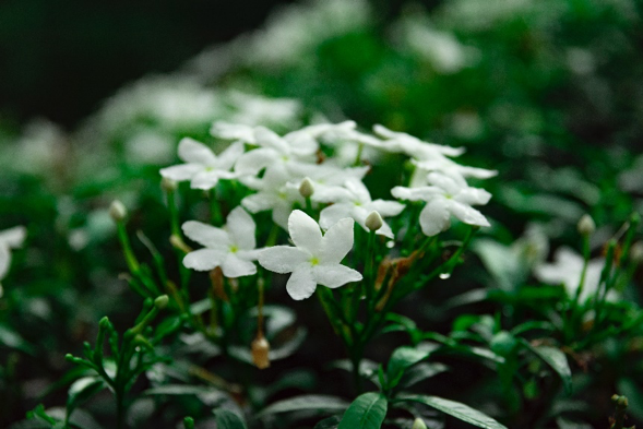 Detail Gambar Bunga Warna Putih Nomer 16