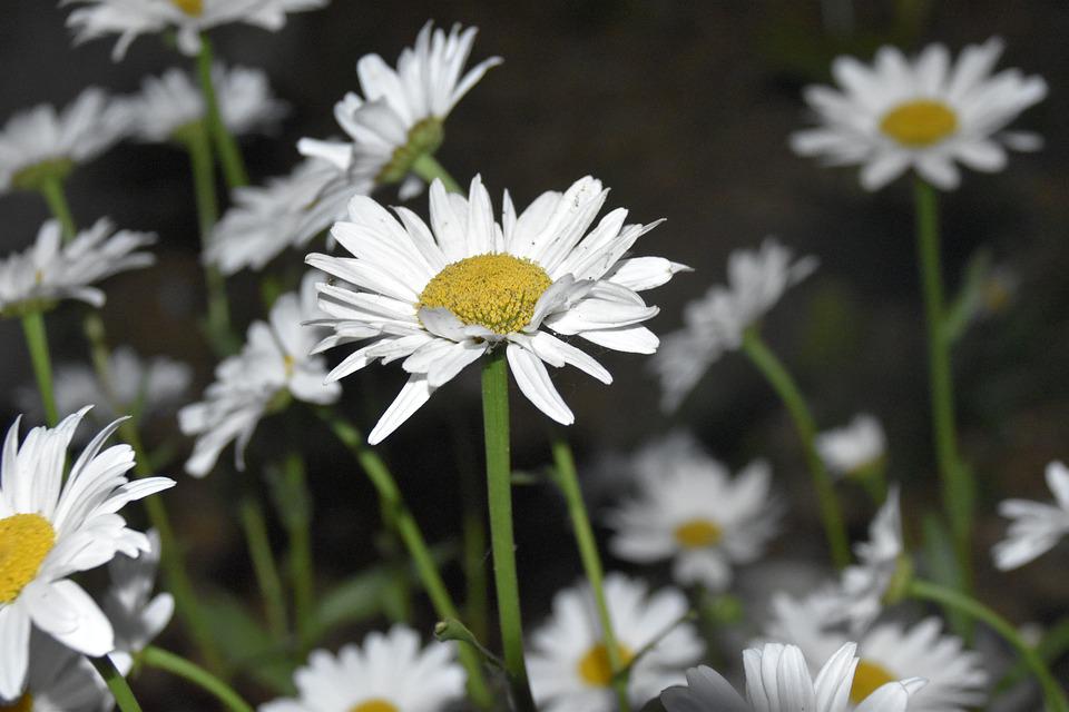 Detail Gambar Bunga Warna Putih Nomer 17