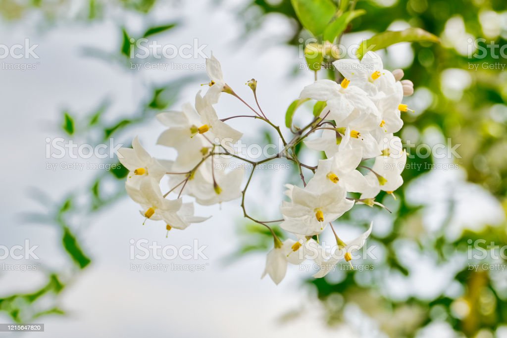Detail Gambar Bunga Warna Putih Nomer 22