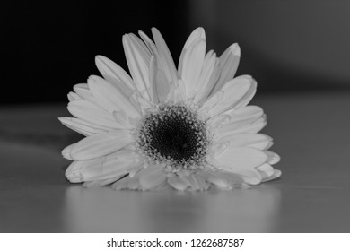 Detail Gambar Bunga Warna Putih Nomer 27