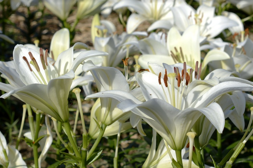 Detail Gambar Bunga Warna Putih Nomer 29