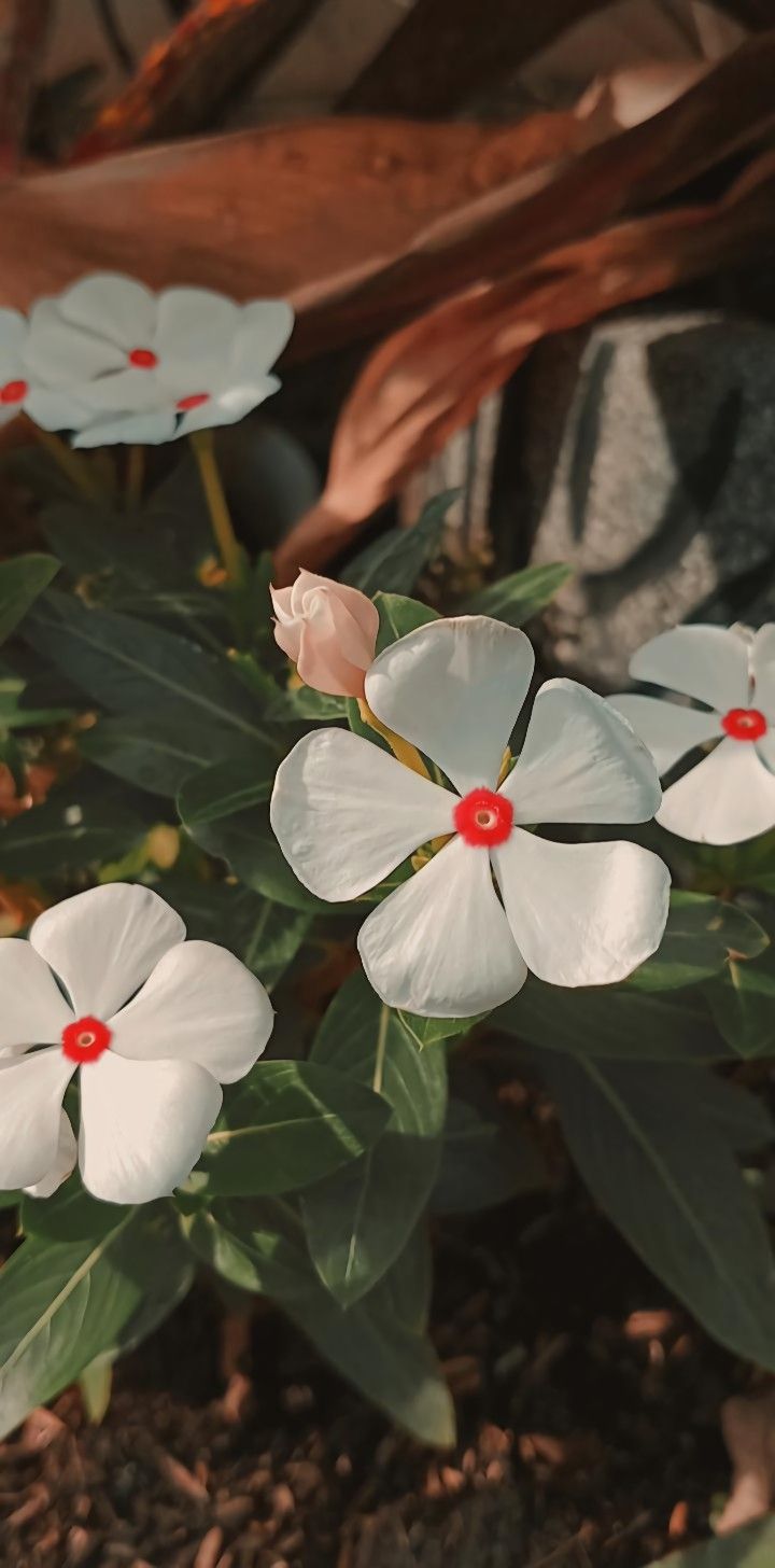 Detail Gambar Bunga Warna Putih Nomer 56