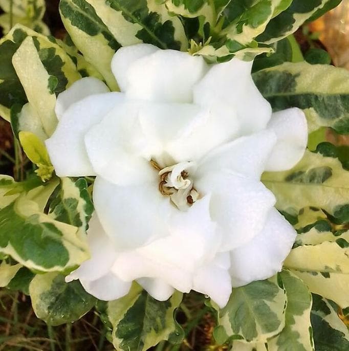 Detail Gambar Bunga Warna Putih Nomer 57