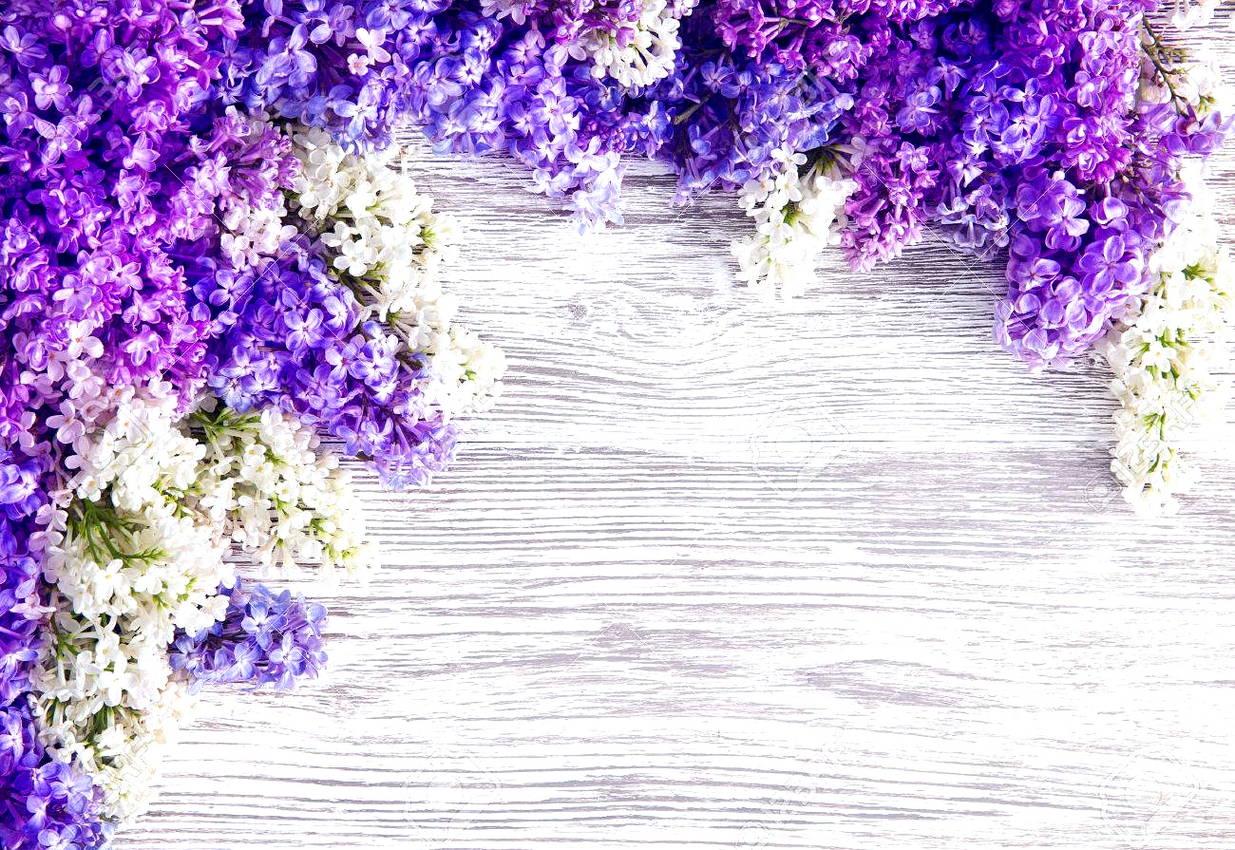 Detail Gambar Bunga Warna Ungu Baground Putih Nomer 5