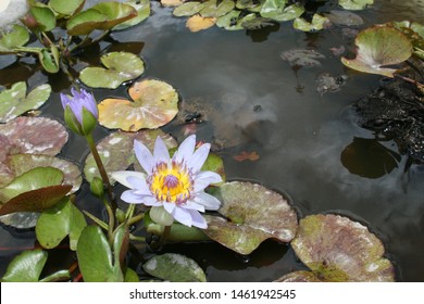 Detail Gambar Bunga Water Lily Nomer 40