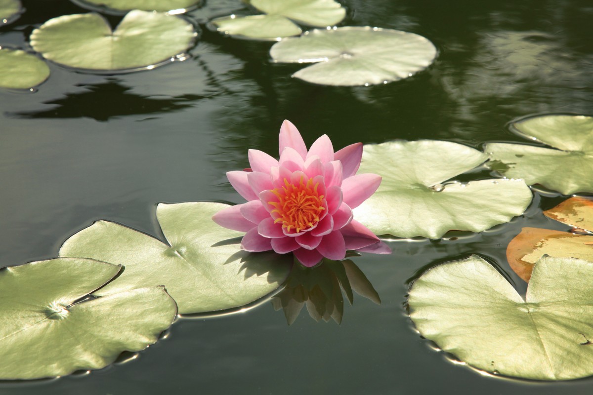 Detail Gambar Bunga Water Lily Nomer 47