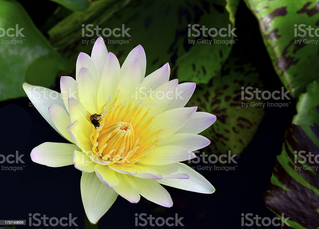 Detail Gambar Bunga Water Lily Nomer 56