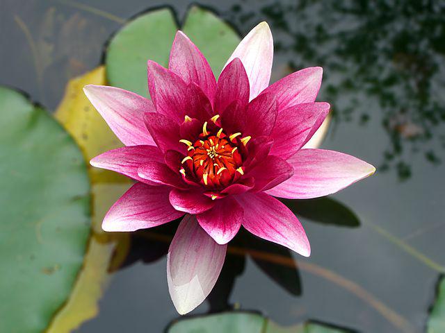 Detail Gambar Bunga Water Lily Nomer 7