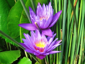 Detail Gambar Bunga Water Lily Nomer 8