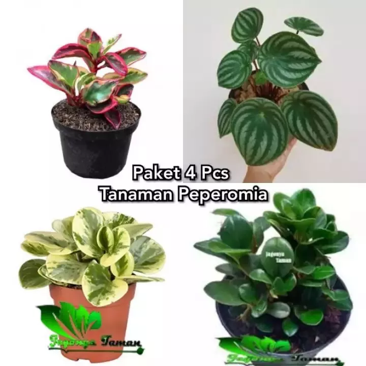 Detail Gambar Bunga Watermelon Nomer 10