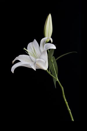 Detail Gambar Bunga White Lily Nomer 2