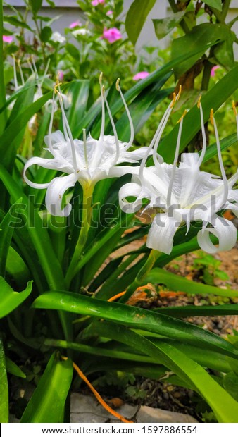 Detail Gambar Bunga White Lily Nomer 19