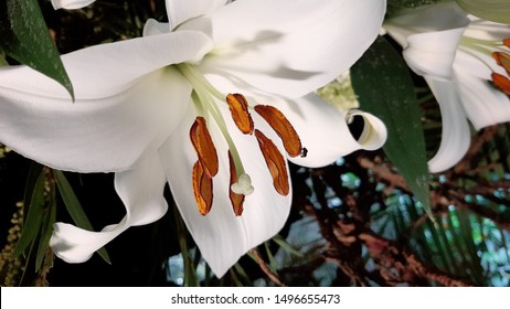 Detail Gambar Bunga White Lily Nomer 25