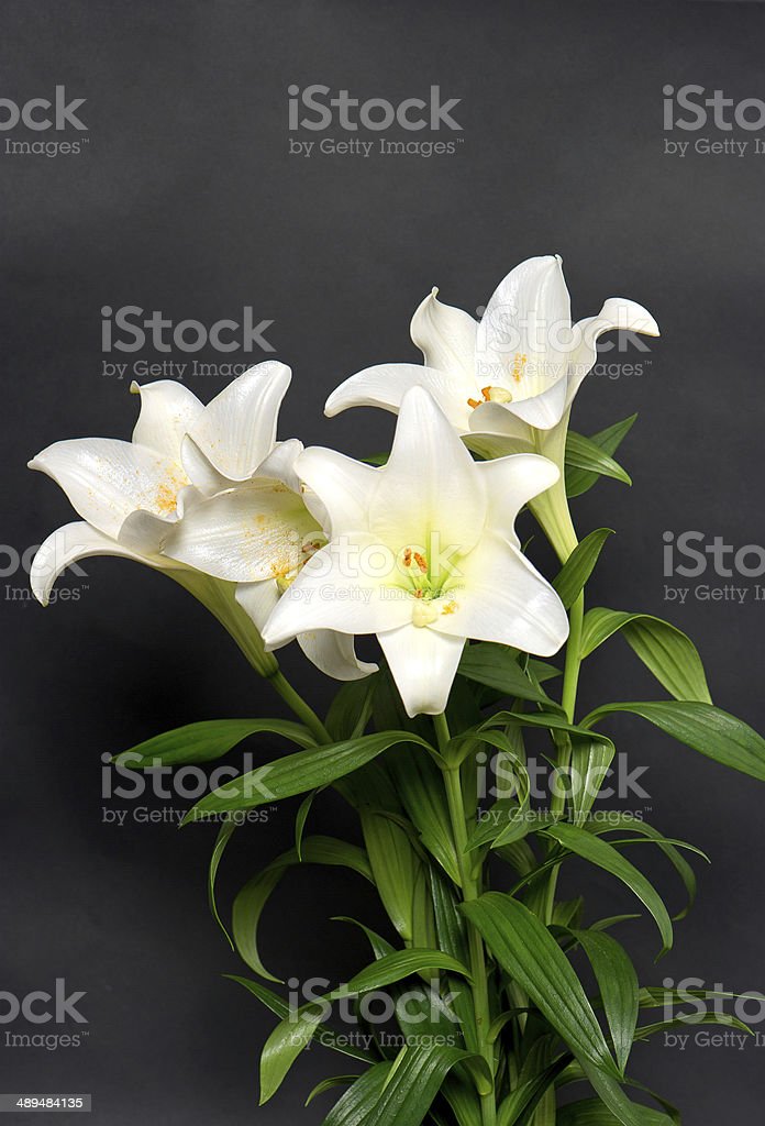 Detail Gambar Bunga White Lily Nomer 28