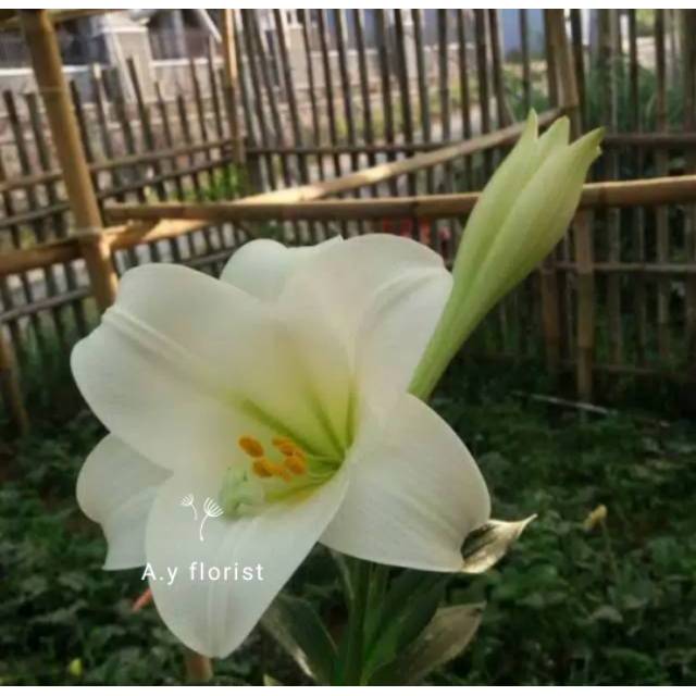 Detail Gambar Bunga White Lily Nomer 29