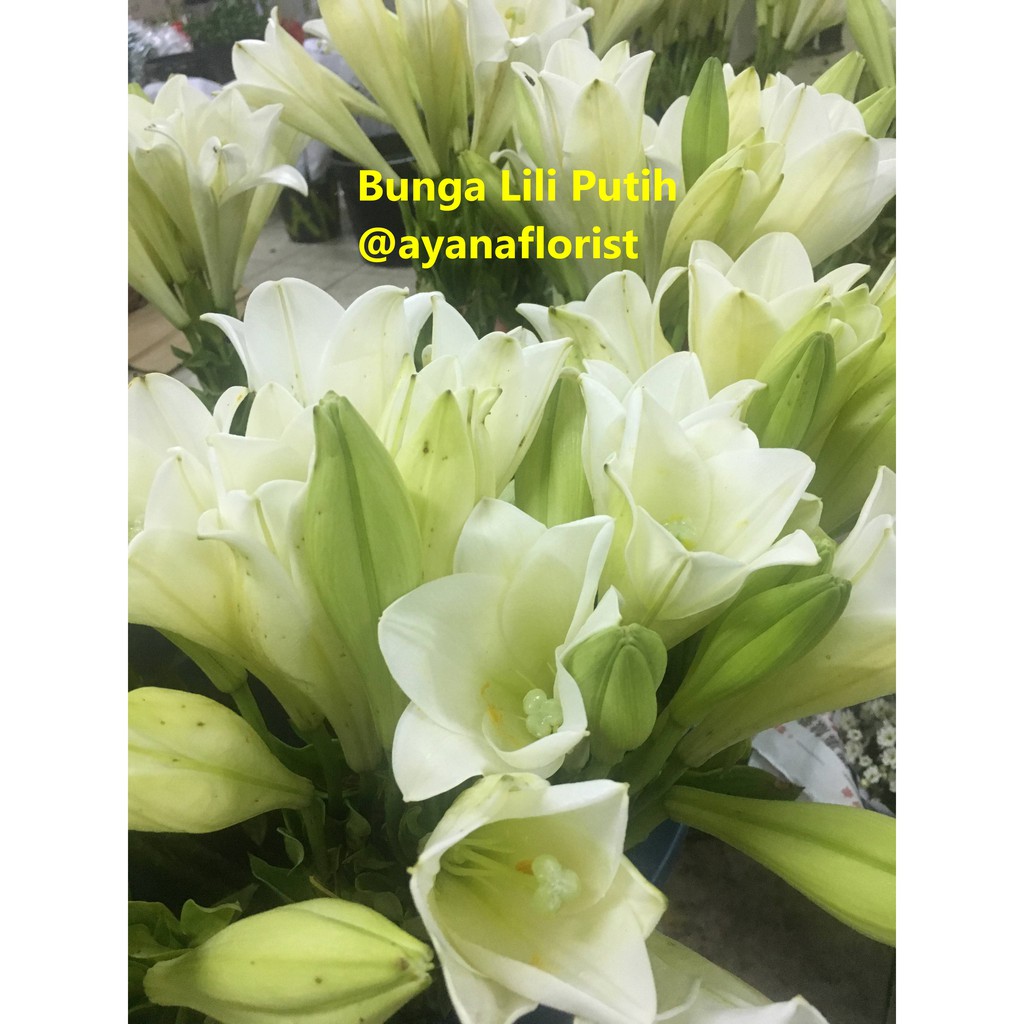 Detail Gambar Bunga White Lily Nomer 36