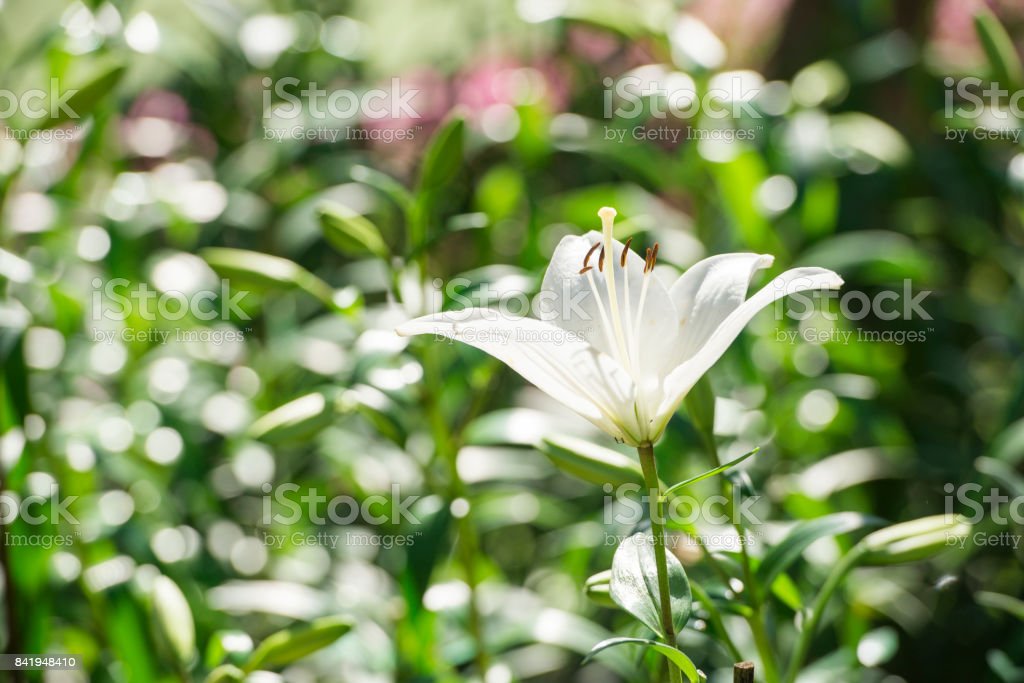 Detail Gambar Bunga White Lily Nomer 41