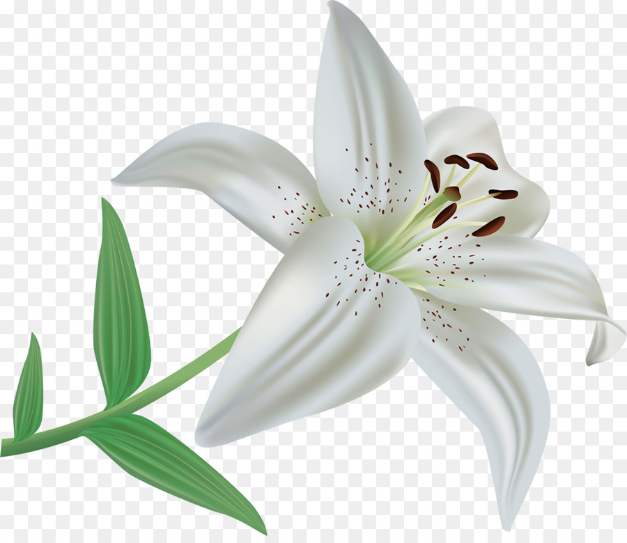 Detail Gambar Bunga White Lily Nomer 42