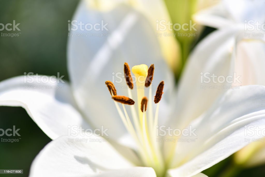 Detail Gambar Bunga White Lily Nomer 43