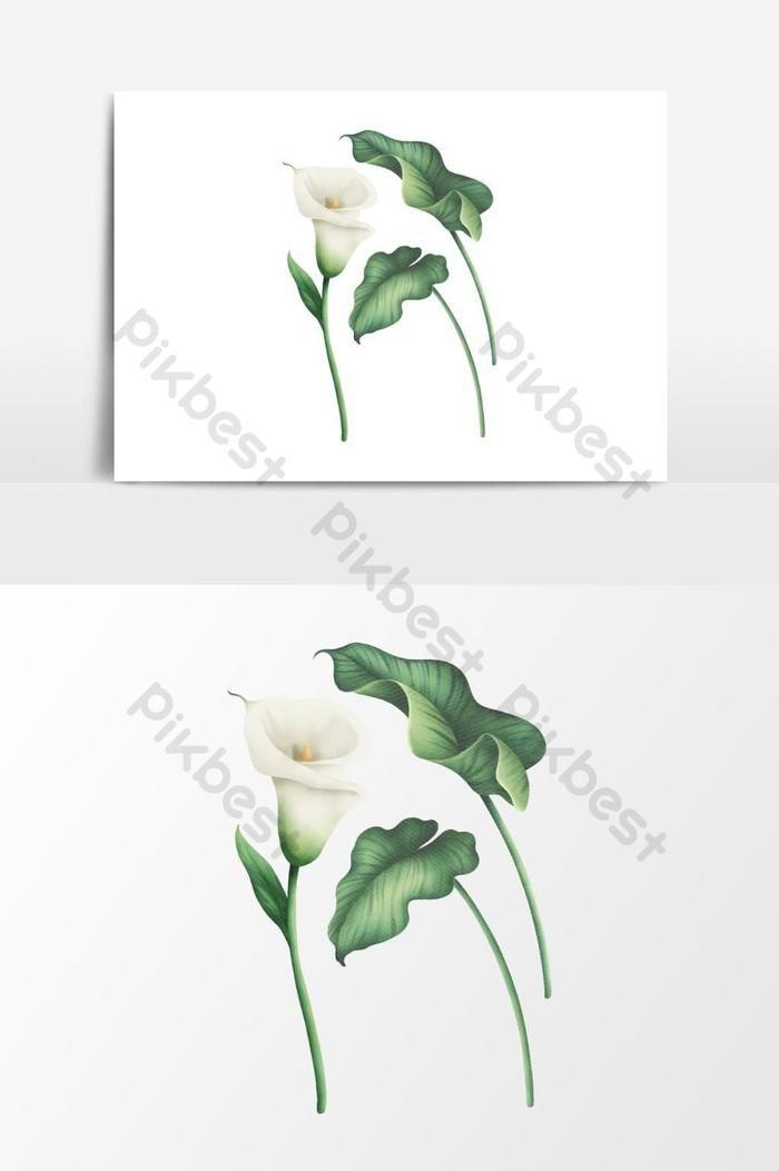 Detail Gambar Bunga White Lily Nomer 45