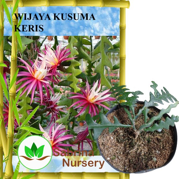 Detail Gambar Bunga Wijaya Kusuma Keris Nomer 38